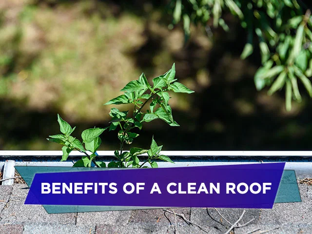 Benefits of a Clean Roof